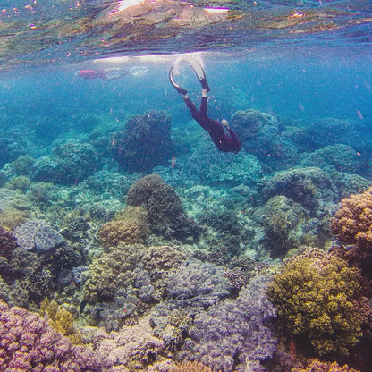 Apo Island Dive Sites Buddy & Tour